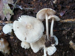 Der Rosablättrige Helmling (Mycena galericulata) gilt als einziger essbarer Vertreter der umfangreichen Gattung der Helmlinge. Er wächst die gesamte Pilzsaison über an Laubholz - Stubben. Er ist zwar meist nicht besonders ergiebig, soll aber von erstklassigem Geschmack sein und wird sogar mit dem Stockschwämmchen verglichen. Standortfoto am 30.11.2011 im Wald bei Goldebee.