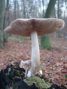 Auch der Rehbraune Dachpilz (Pluteus atricapillus) wächst die gesamte Pilzsaison über an Laubholz. Selbst in milden Wintern kann er auftauchen. Er ist viel ergiebiger als letzterer und ebenfalls essbar, geschmacklich aber weit unter der Gourmet - Stufe angesiedelt. Standortfoto am 30.11.2011 im Wald bei Goldebee.