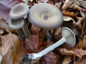 Ein häufiger Spätherbstpilz ist der Kaffeebraune Scheintrichterling (Pseudoclitocybe cyathiformis). Seine hochbeinigen, schwarz- bis Kaffeebraunen, eleganten Fruchtkörper mit den gleichfarbigen Lamellen kennzeichnen ihn gut. Auch er ist essbar und sein Geschmack soll recht angenehm sein. Standortfoto ebenfalls am 30.11.2011 im Wald bei Goldebee.