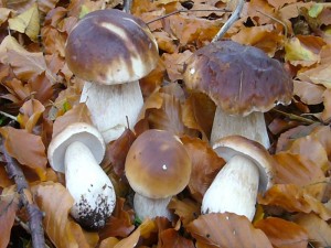 Der Steinpilz - Wismar lädt ein zu einem pilzkundlichen Wochende in Mecklenburg. Den Steinpilz kennt fast jeder, aber wie sieht es mit den vielen anderen Wald- und Wiesenkokolden aus?