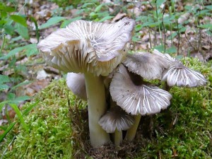 Der häufige Breitblättrige Rübling (Megacollybia platyphylla) wächst die gesamte Vegetationsperiode über besonders in feuchteren Laubwäldern, ist aber besonders im Spätfrühling und Frühsommer oft aspektbestimmend und als großer Blätterpilz entsprechend auffällig. Früher galt er als essbar, es sind aber vereinzelt schwache Vergiftungsfälle bekannt geworden, so dass dieser Großrübling zu Speisezwecken lieber nicht mehr gesammelt werden sollte. Ein gefährlicher Giftpilz ist er aber nicht. Sein großer grauer Hut besteht fast nur aus den sehr breiten Lamellen. Die Rissigkeit der abgebildeten Exemplare tritt nur unter Trockenheitseinfluß auf. In der Regel ist der Hut glatt. Standortfoto