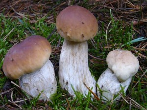 Der Steinpilz - Wismar lädt an diesem Wochenende wieder zu einem kleinen Pilzseminar nach Mecklenburg ein. Den Steinpilz kennt fast jeder, aber wie sieht es mit den vielen anderen Großpilzen aus, die unsere Wälder, Parkanlagen, Wiesen u.s.w. bevölkern aus?