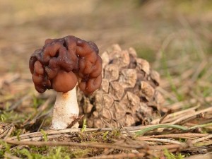 Dieses schöne Foto einer Solitär - Lorchel (Gyromitra esculenta) hat mir Andreas Okrent vor wenigen Tagen geschickt). Er ist dieser Tage in südlichere Regionen Deutschlands gefahren, wo es pilzmässig schon etwas anders zur Sache geht als bei uns im unterkühlten Norden.