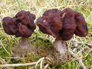 Und das sind zwei Exemplare von gestern. Die legendäre Frühjahrslorchel (Gyromitra esculenta). Schon der wissenschaftliche Name klingt paradox: Gyromitra weist auf das Gift