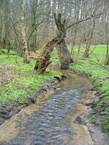 Gemütlich plätschert der Glashäger Bach vor sich hin und an seinen Ufern ist der Frühling voll erwacht. Anemonen, Pestwurz und viele Aronstäbe erwachen neben vielen anderen Kräutern aus ihrem Winterschlaf. Ein klassisches Morchelparadies obendrein, aber dafür ist es noch zwei Wochen zu früh!.