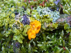 Dafür war es heute die Wanderung der Gallertpilze, die durch das überwiegend feuchte Wetter der letzten Tage wieder zum Leben erwacht werden. Hier sehen wir in trauter Eintracht mit Flechten den Goldgelben Zitterling (Tremella mesenterica)