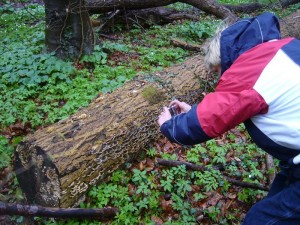 Diese dekorativen Schmetterlingstrameten sind für die Küche weniger geegnet, bieten aber ein vorzügliches Fotomotiv.