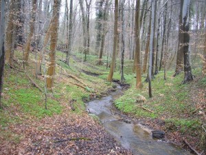 Idyllisch gelegen in einem teils tief eingschnittenen Bachtal entpsringt die Glashäger Quelle. Wanderwege führen durch dieses naturbelassene Bachtal bei Bad Doberan.