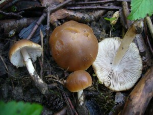 Aber es gab auch richtige Pilze, dass heist in typischer Form mit Hut und Stiel. Der Frühlings - Mürbling (Psathyrella spadiceogrisea) kann als Suppenpilz Verwendung finden.