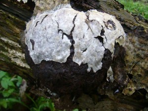 Der Bovistähnliche Schleimpilz (Reticularia lycoperdon) ist besonders im April häufig an Laubholz zu beobachten. Zunächst weißlich, kissenförmig mit butterweicher, schleimiger Innenmasse, löst er sich bei Sporenreife zu schwarzbraunem Pulver auf und die papierähnliche Außenhaut platzt ab.