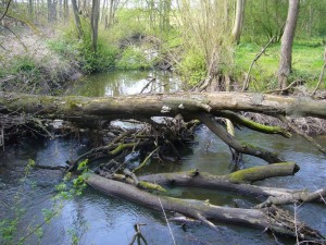 An umgestürzten Bäumen gedeihen verschieden Holzpilze, so wie hier der Echte Zunderschwamm in dem weitgehend naturbelassenen Helbachtal.