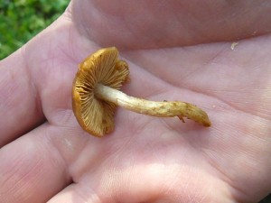k-p1300186 Das kleine, unscheinbare Frühlings - Samthäubchen (Conocybe aporos) mit seinen warmen Brauntönen und dem berngten Stiel, wovon hier allerdings nur noch andeutungsweise etwas von zu erkennen ist