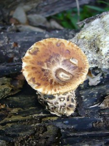 Mit ca. 5 cm Höhe war dises Exemplar des Schuppigen Porlings (Polyporus squamosus) schon eines der größten. Wenn man bedenkt, dass sie einen Hutdurchmesser von einem halben Meter erreichen können und viele Kilo schwer werden können, ein wahrer Winzling. In einer Woche kann aber geenrtet werden. Standortfoto.