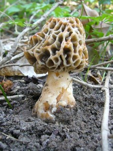 Diese schöne und junge Speisemorchel (Morchella esculenta) war leider die einzige ihrer Art heute, aber für die jenigen, die ihr noch nie in freier Wildbahn begenet sind, sicher ein schönes Erlebniss. 