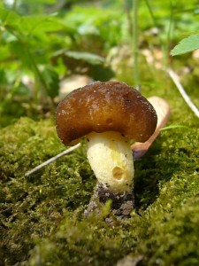 k-p1300239 Der Gelbstielige Dachpilz (Pluteus romelli) ist ein hübscher Geselle der an Stümpfen und abgefallenen Zweigen verschiedener Laubhölzer wächst. Sein sepiabrauner Hut und der gelbliche Stiel lassen ihn leicht erkennen. Für Speisezwecke spielt er keine Rolle. 21.04.2012 im Hellbachtal.