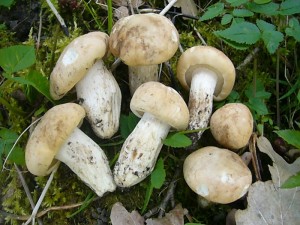 Hier sehen wir die ersten Maipilze der Saison. Im Dürre - Frühling des letzten Jahres gab es kaum welche, sollte das Wetter weiterhin mitspielen und weitere Niederschläge in den nächsten Wochen produzieren, könnte es in diesem Jahr wieder richtig gut werden. Ob es dann eine derartige Schwemme wie vor zwei Jahren geben wird, bleibt ab zu warten. Standortfoto am 22. April 2012 im Wald bei Jesendorf.