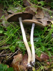 Und nach wenigen Schritten tauchten schon die ersten Frischpilze auf. Es handelt sich um den häufigen Frühlings - Mürbling (Psathyrella spadiceogrisea), der eine Frühlingspilzsuppe bereichern kann und nach Erfahrungen einiger unserer Pilzfreunde auch ein außgesprochen angenehmes, pilziges Aroma besitzen soll. 