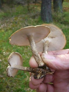 Dann eine holzbewohnende Art die uns heute ein ständiger Begleiter werden sollte, der frisch erschienen Maiporling (Polyporus lepideus). Er sieht zwar schick und appetitlich aus, ist aber zäh wie Leder und daher zum Verzehr nicht geeignet.