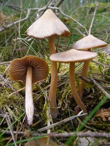 Mehrfach fanden wir im grasigen Nadelwald längst der Wege unter Kiefern und Fichten diese eleganten Ockerblättrigen Rötlinge (Entoloma cetratum). Es ist eine Charakterart der Nadelwälder und tritt oft schon ab April in Erscheinung. Er ist leider giftig! Standortfoto am 29.04.2012 in den Barniner Tannen.