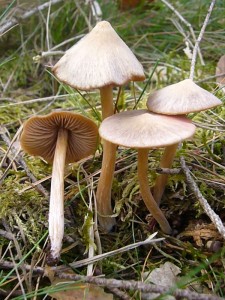 Der giftige Ockerblättrige Rötling (Entoloma cetratum) erfreute uns heute mit seiner zarten, eleganten Gestallt glich mehrfach. Er wächst in grasigen Kiefern- und Fichtenwäldern. Standortfoto am 29.04.2012 in den Barniner Tannen.