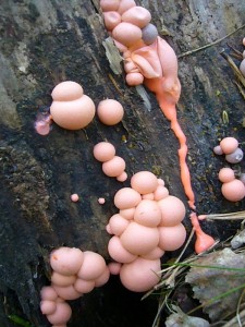 Dieses Foto verdeutlicht eindrucksvoll warum dieser kleine, auffallende Schleimpilz Blutmilchpilz (Lycogala epidendron) heißt. Sind die Frucktkörper noch ganz frisch, platzen sie bei der geringsten Berührung auf und es ergießt sich ihr Innenleben wie rötlich gefärbte Milch über das Substrat.