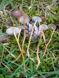 Überall auf diesem grasigen Weg, den wir im obigen Bild sehen, wuchsen diese kleinen Kiefern - Zapfenrüblinge (Strobilurus spephanocystis). Die Hütchen können durchaus eingesammelt werden und eine Frühlingssuppe bereichern.