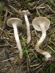 Diese Trichterlinge (Clitocybe specc.) konnten im Feld leider nicht eindeutig identifiziert werden