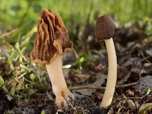 Böhmische Runzel - Verpel (Verpa bohemica) und Fingerhut - Verpel (Verpa conica) von Andreas Okrent.