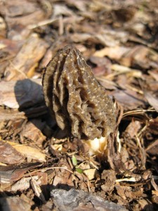 Junge Spitzmorchel (Morchella conica).