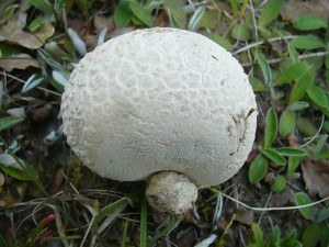 Unterdessen tauchen Vereinzelt schon die ersten frischen Bauchpilze des Jahres auf. Diesen jungen Hasen - Stäubling (Calvatia utriformis habe ich am 2.05.2012 auf einem Waldweg bei der Suche nach Maipilzen entdeckt. Jung kann er ähnlich wie der Riesenbovist in Scheiben geschnitten, panniert und gebraten werden. Standortfoto.