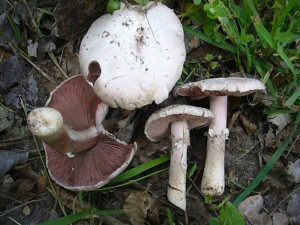 Der Zweisporige Champignon, hier die weiße Form (Agaricus bisporus var. albidus) ist gewöhnlich der erste Vertreter einen artenreichen Gattung im Jahr. Er kann schon Ende März auftauchen und wächst bis Saisonschluß im November. Ais ihm wurden