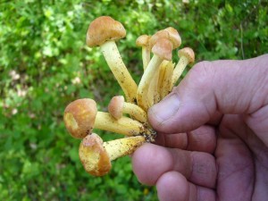 Hübsch aber bitter und obendrein noch giftig sind diese jungen Grünblättrigen Schwefelköpfe (Hypholoma fasciculare) der gleichfalls die gesamte Saison über, mintunter sogar im Winter an Laubholz gefunden werden können.