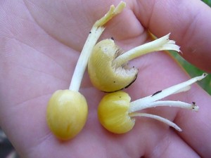 Goldgelb leuchtete diese zarten Goldmistpilze (Bolbitius vitellinus) am Wegesrand im frischen, saftigen Grün. Sie stehen den Tintlingen nahe und sind für Speisezwecke Bedeutungslos.