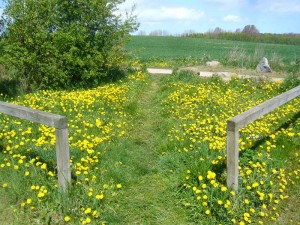 Die Wiesen waren heute vielfach satt gelb gefärbt von der Vielzahl der Löwenzahn - Blüten, aber wo bleiben nur die Morcheln?.