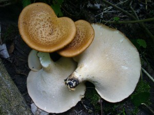 Ob es dieses Jahr wieder Pilzbouetten mit Schuppigen Porling geben wird? Wir werden uns überaschen lassen, was Irena in diesem Jahr daraus schmackhaftes Zaubert. Standortfoto am 06.05.2012 im Hellbachtal.