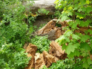 Das Zerstörungswerk des Schwefelporlings! Einst eine mächtige Weide, aber der Pilz hat im Laufe der Jahre ganze Arbeit gemacht. Der Baum ist zusammengebrochen. Das Holz zerfällt in Würfel und ist leicht wie Kork, aber wesentlich bröckliger. Noch vor wenigen Jahren konnte man hier bis zu einem halben Zentner Schwfelporling ernten, heute waren es, im Hintergrund andeutugsweise zu sehen, noch etwa sechs Kilogramm. 08.05.2012 am Ostseestrand bei Wismar. 