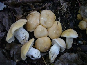 Es wurde höchste Zeit, dass diese schönen Pilze - Mai - Schönköpfe (Calocybe gambosa) endlich Wasser bekommen haben. An diesem Standort der gelbhütigen Form habe ich die meisten Pilze noch stehen gelassen. Sie sind hier besonder kräftig und kompakt im Wuchs und diese Eigenschaft sollen siie schließlich noch entfalten dürfen. Standortfoto am Abend des 11. Mai 2012. 