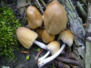 Neben Maipilzen waren gestern und heute immer wieder Büschel und Ansammlungen von Glimmer - Tintlingen (Coprunus micaceus) zu sehen. Sie sollen ganz jung sogar essbar sein, aber Bitte ohne Alkohol! Standortfoto 12.05.2012.