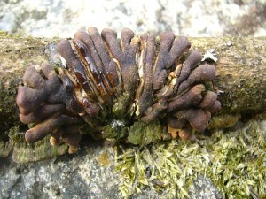 Den interessantesten Pilz des heutigen Tages und weut darüber hinnaus brachte Klaus Warning heute morgen mit zu unserer Exkursion. Es ist die bei uns sehr sektene Trollhand, die in Skandinavien häufiger vorkommt. Der Pilz wächst meist gemeinsam, so wie auch hier, mit dem Tabakbraunen Borstenscheibling (Hymenochaete tabacina) an alten Weidenästen, aber auch anderen Gehölzen. Lang hat er nach diesem Highlight gesucht. Eine tolle Sache!