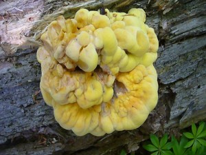 Schwefelporling (Laetiporus sulphureus) gestern in Schwerin fotografiert. Sie sind in diesem Jahr recht häufig. Sie sie noch so jung wie dieses Exemplar, so sind sie noch butterweich und können gegessen werden. Sie müssen aber gut gegart werden, da sie roh giftig sind und Fruchtkörper die an Eichen wachsen, sollten wegen der Gerbstoffe gewässert werden.