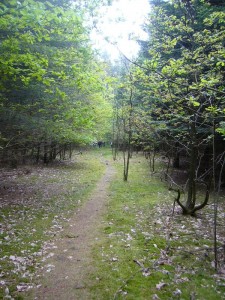 Sodann brachen wir auf diesem Trampelpfad auf zu unserer Pilzwanderung durch den Holmer Wald.