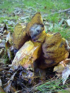 Dieser recht alte Flockenstielige Hexen - Rohrling (Boletus luridiformis). begann bereits zu Schimmeln. Die Art ist gegen Trockenheit rekativ unempfindlich und kann auch noch wachsen, wenn es wochenlang nicht geregnet hat. Standorftoto am 25.05.2012.