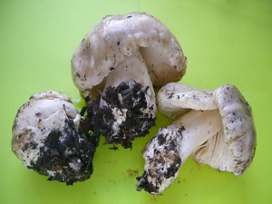 Auf Schreddermaterial wuchsen ab Mitte des Monats vereinzelt diese Ansehlichen Scheidlinge (Volvariella speciosa).