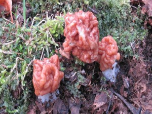 Und nochmals die seltenen Riesen - Lorcheln (Gyromitra gigas) fotografiert am Lärchenberg bei Borna am 01. April 2012 von Peter Hildebrandt.