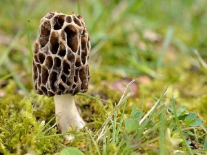 Speise - Morchel (Morchella esculenta) von Andreas Okrent.