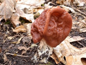 Zipfel - Lorchel (Gyromitra fastigiata) ebenfalls von Andreas Okrent aus Graal - Müritz.