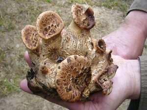 Zunächst haben wir einige mitgebrachte Pilze vorgestellt und erläutert. Die Gruppe ganz junger Schuppiger Porlinge (Polyporus squamosus) brachte uns Christa und Wolfgang Schellberg aus Grevesmühlen mit. Sie können riesig werden und solang sie noch zartfleischig sind können sie auch gegessen werden.