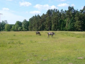 Auf einer angrenzenden Weidefläche am Waldrand grasen Pferde.