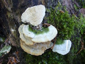 Die Buckel - Tramete (Trametes gibbosa) bevorzugt als Substrat eindeutig alte Buchenstubben. Charakteristisch für diesen weißlichen Porling sind die länglichen Poren und Algenbildung auf der Oberfläche der Fruchtkörper.