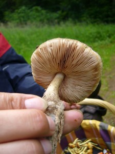 Der Rehbraune Dachpilz (Pluteus atricapillus) hat zunächst weiße Lamellen, die sich bei zunehmender Sporenreifung und Produktion fleischrötlich verfärben.